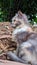 Portrait domestic long-haired cat sit on the ground