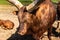 Portrait of domestic male Ankole-Watusi on the countryside