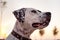Portrait of domestic Pointer mixed with Dalmatian dog