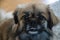 Portrait of a domestic Tibetan spaniel under the lights with a blurry background