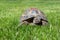 Portrait of a domestic tortoise walking on the lawn on the street. Red mark on the armor