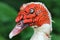 Portrait of domestic ugly muscovy duck