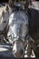 Portrait of a domestic white horse. Merida, Venezuela