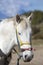 Portrait of a domestic white horse. Merida, Venezuela