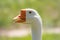 Portrait of Domesticated grey goose, greylag goose or white goose on green blured background with an open beak