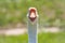 Portrait of Domesticated grey goose, greylag goose or white goose on green blured background with an open beak