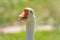 Portrait of Domesticated grey goose, greylag goose or white goose on green blured background with an open beak