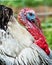 Portrait of domesticated tom turkey