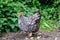 Portrait of a domesticated wyandotte hen seen looking at the camera in her outdoor setting.