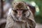 Portrait dominant male Barbary Ape, Macaca Sylvanus, Atlas Mountains, Morocco