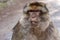 Portrait dominant male Barbary Ape, Macaca Sylvanus, Atlas Mountains, Morocco