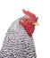 Portrait of a Dominique chicken rooster isolated