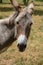 Portrait of an donkey animal mammal