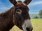 Portrait of a donkey close up, blue sky