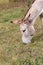 Portrait of a donkey eating grass