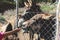 Portrait of a Donkey on a farm, a herd drove group of beautiful adult and baby Donkeys pasturing and eating hay in a countryside