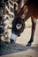 Portrait of a donkey in a halter on a walk