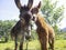 Portrait of a she-donkey and a hinny on a field