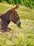 Portrait of a donkey laying on the grass ,donkey head side view