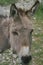Portrait of a donkey wearing a bell