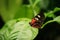 Portrait of a Doris Longwing butterfly resting on a green leaf