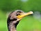 Portrait of Double-crested cormorant