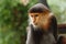 Portrait of Douc Langur Monkey Pygathrix Nemaeus