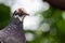 Portrait of dove, close-up shot with blur background