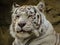 Portrait of a dozing white Bengal tiger
