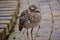 Portrait of a dozy Water thick-knee Bird