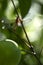 Portrait of a dragonfly or Anisoptera resting on the lemon tree in a garden