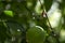 Portrait of a dragonfly or Anisoptera resting on the lemon tree in a garden