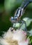 Portrait of a dragonfly Arrow blue, Enallagma cyathigerum, a species of homoptera dragonfly