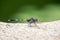 Portrait of dragonfly - Green Skimmer