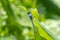 Portrait of dragonfly - Marsh Skimmer