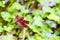 Portrait of dragonfly - Russet Percher