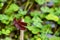 Portrait of dragonfly - Russet Percher