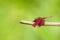 Portrait of dragonfly - Russet Percher