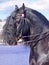 Portrait of dressage friesian horse