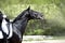 Portrait of dressage horse