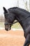 Portrait of dressage horse in the arena