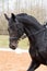 Portrait of dressage horse in the arena