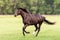 Portrait of a dressage and jumping horse in pasture, brown with white on it`s face.