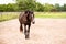 Portrait of a dressage and jumping horse in pasture, brown with white on it`s face.