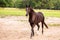 Portrait of a dressage and jumping horse in pasture, brown with white on it`s face.