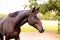 Portrait of a dressage and jumping horse in pasture, brown with white on it`s face.