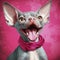 Portrait of a dressed sphynx cat. Funny portrait sphynx cat.