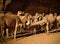 Portrait of drinking camels in canyon aka guelta Bashikele ,East Ennedi, Chad