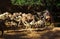 Portrait of drinking camels in canyon aka guelta Bashikele ,East Ennedi, Chad