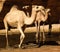 Portrait of drinking camels in canyon aka guelta Bashikele ,East Ennedi, Chad